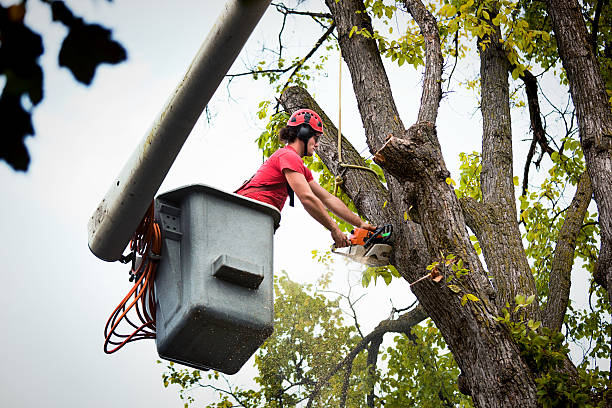 Best Commercial Tree Services  in Lathrop, MO